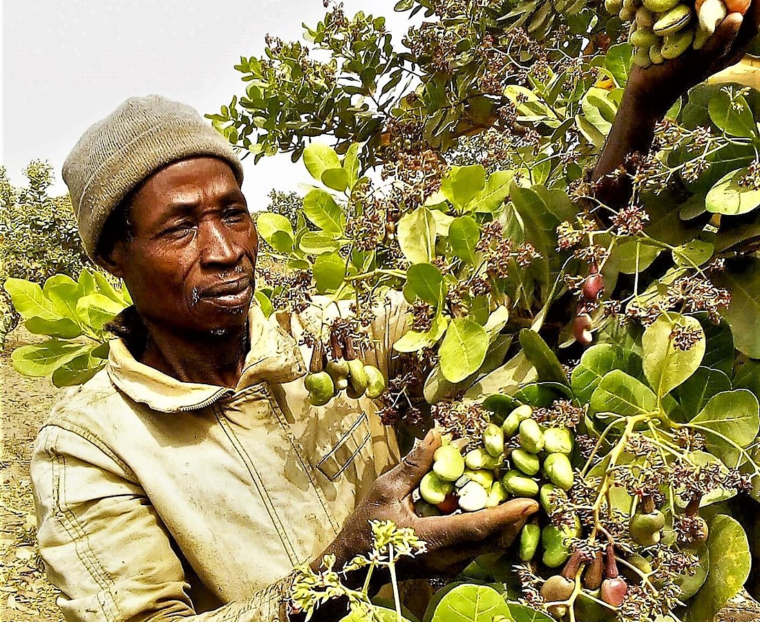 Arbre et ressources végétales dans un paysage agricole