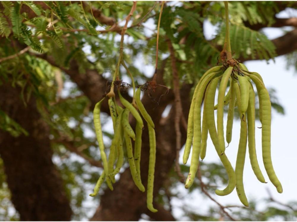 Jeunes plants élevés en pépinière